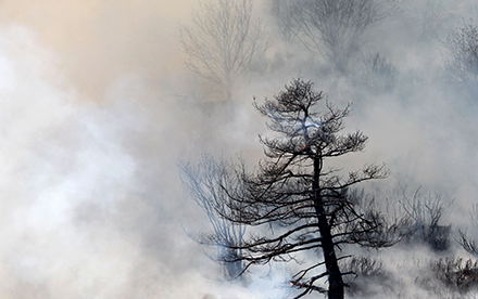 Photo en couleur de Marilg : arbres dans la fumée d'un incendie au col de la Loubaresse
