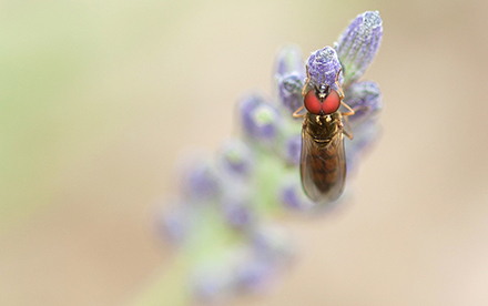 Photo en couleur de Marilg : gros plan d'une coccinelle butinant une fleur des prés.