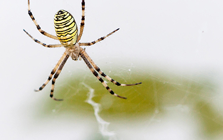 Photo en couleur de Marilg : gros plan d'une araignée tissant sa toile.