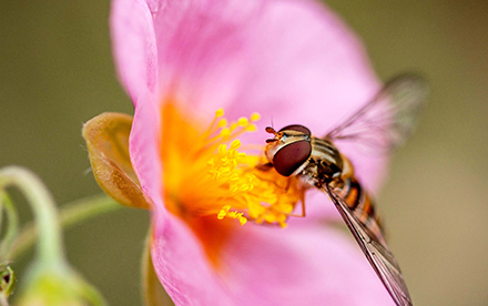 Photo en couleur de Marilg : gros plan d'un insecte butinant une fleur rose aux pistils jaunes.